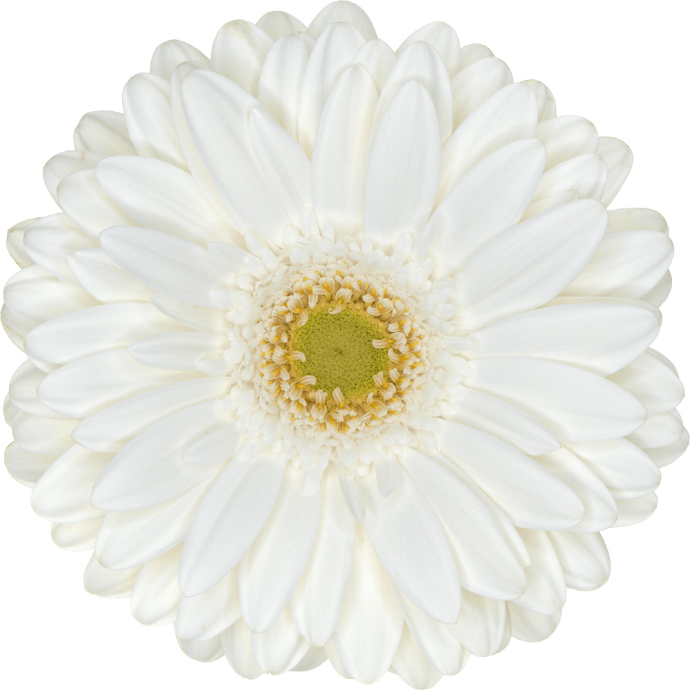 Soulmate Florein gerbera's