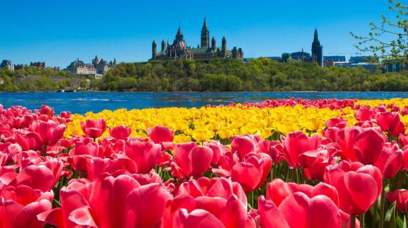 Ottawa Tulip Festival 2022
