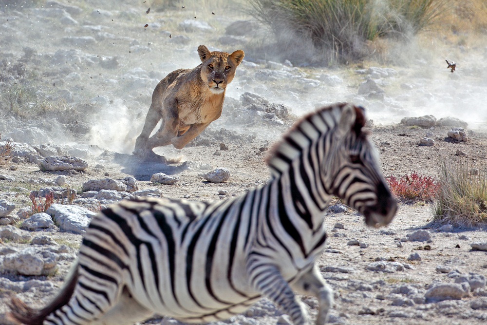 Spotlight Big Cats KIDS DISCOVER