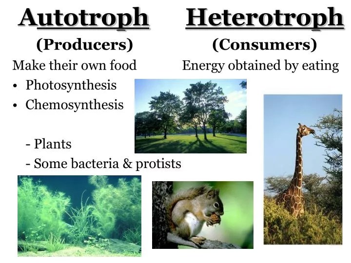 PPT A utotroph (Producers) Make their own food Photosynthesis