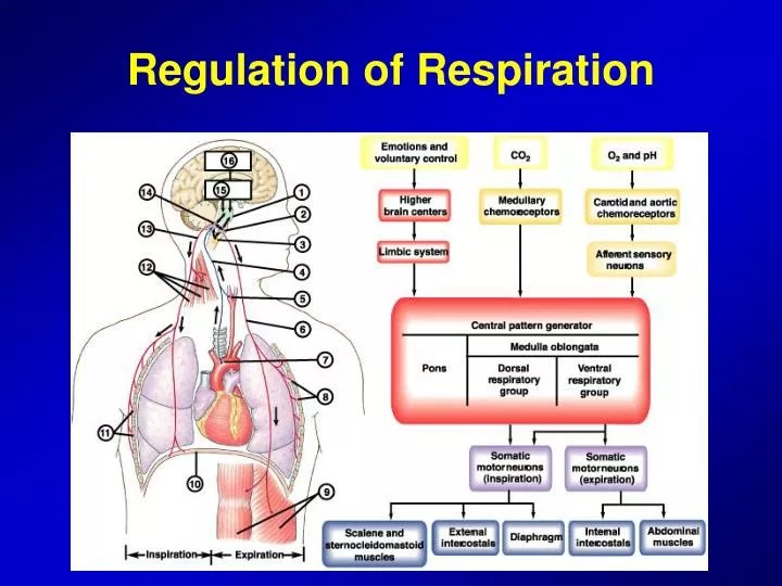 PPT Regulation of Respiration PowerPoint Presentation, free download