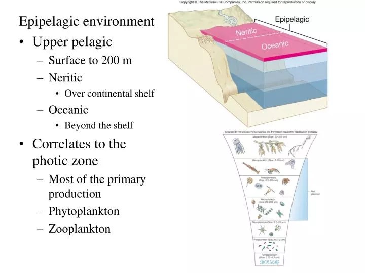 PPT Epipelagic environment Upper pelagic Surface to 200 m Neritic