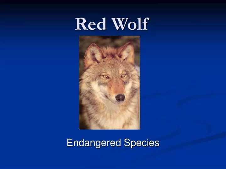 PPT Red Wolf PowerPoint Presentation, free download ID6770868