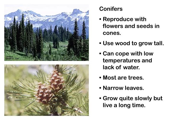 PPT Conifers Reproduce with flowers and seeds in cones. Use wood to