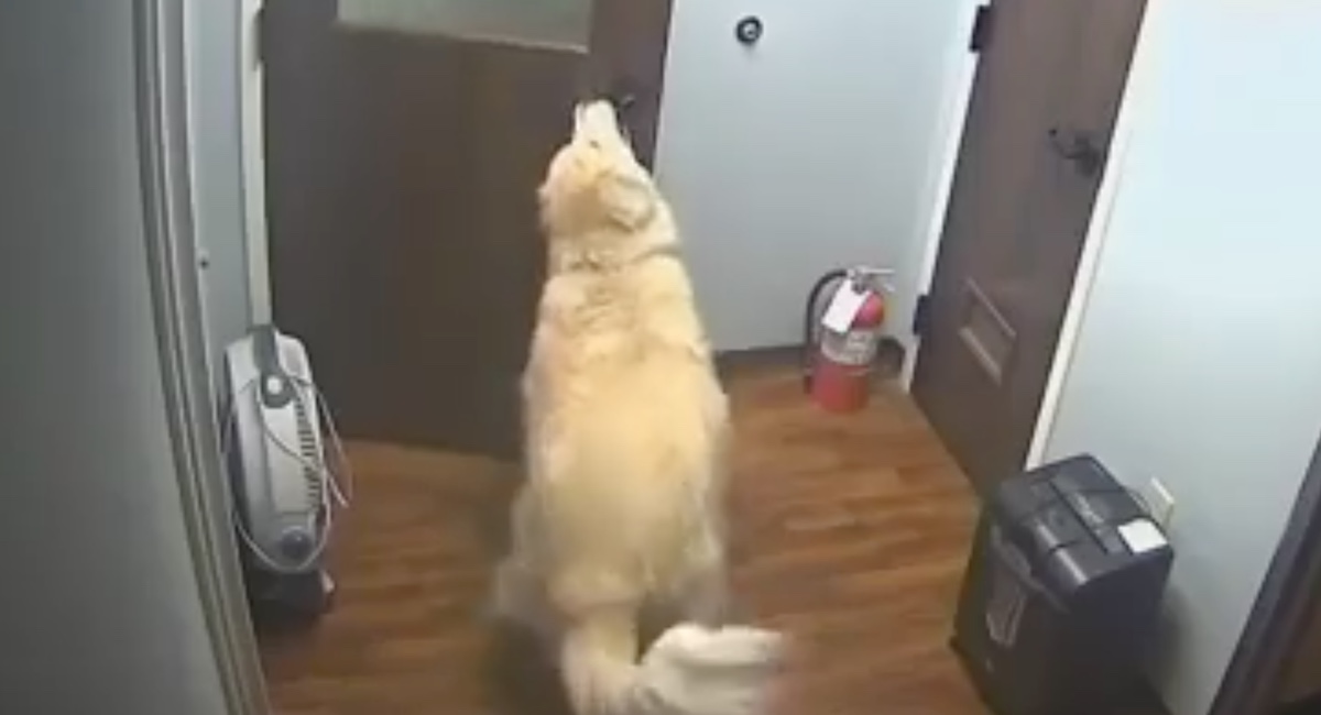 De la noche a la mañana este perro desapareció. Nadie podía entender su