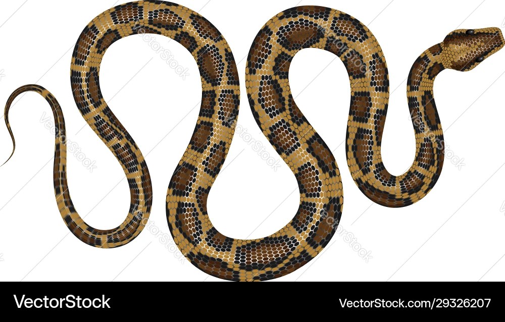Python Royalty Free Vector Image VectorStock