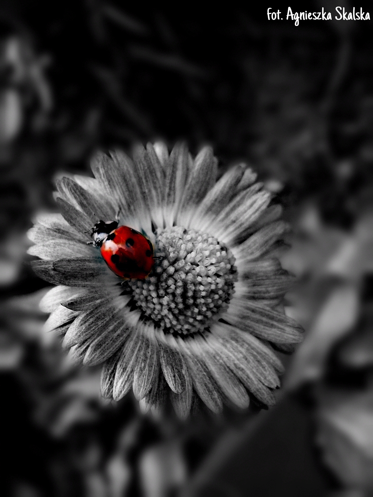 Users Mix B&W with Color, Using PicsArt’s Color Splash Create + Discover with PicsArt