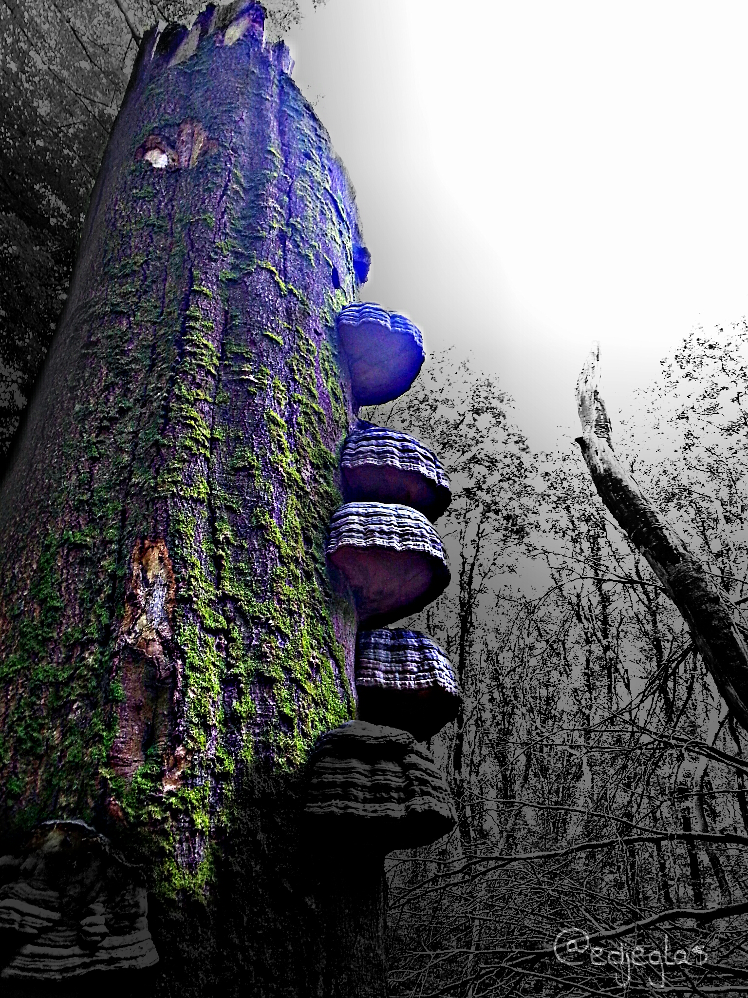 colorful color nature 144832099000201 by edjeglas