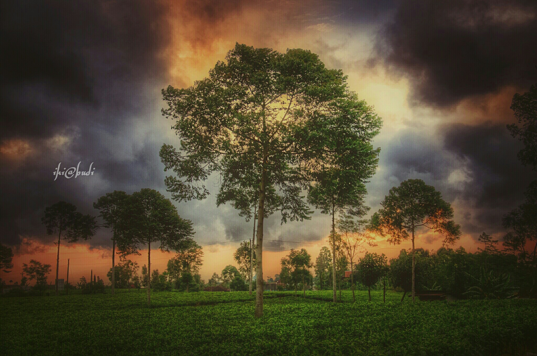 tree reedition Image by Budi