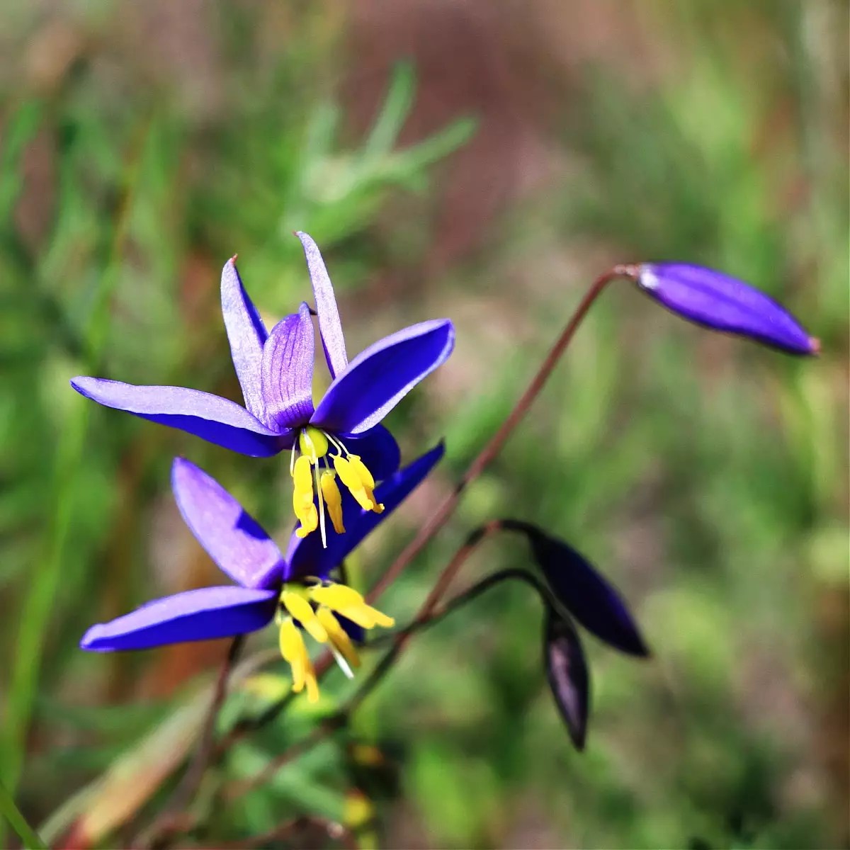 Cranbrook Wildflower Walk Heartland Journeys