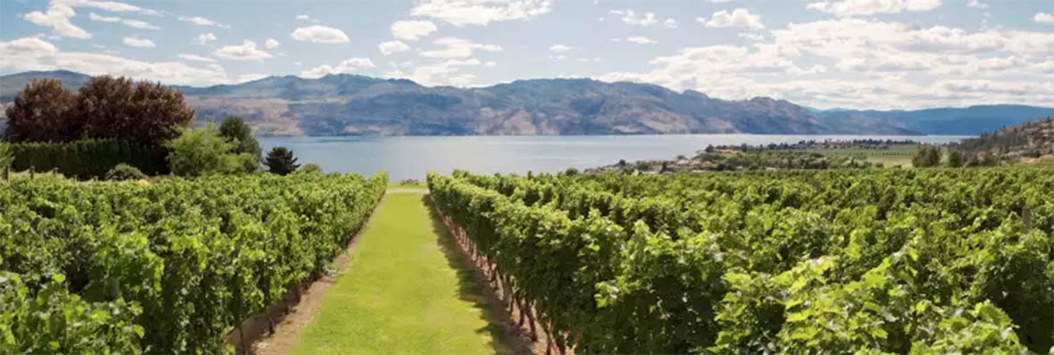 A NEWER YOUNGER KELOWNA A tech boom, dining renaissance, wineries and