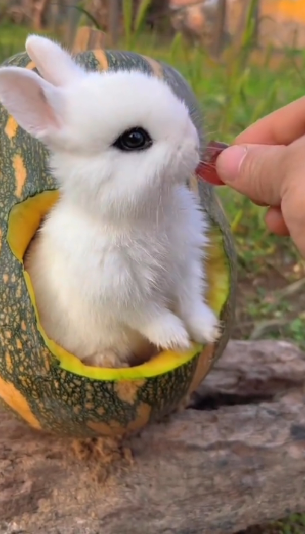 pet animal • ShareChat Photos and Videos