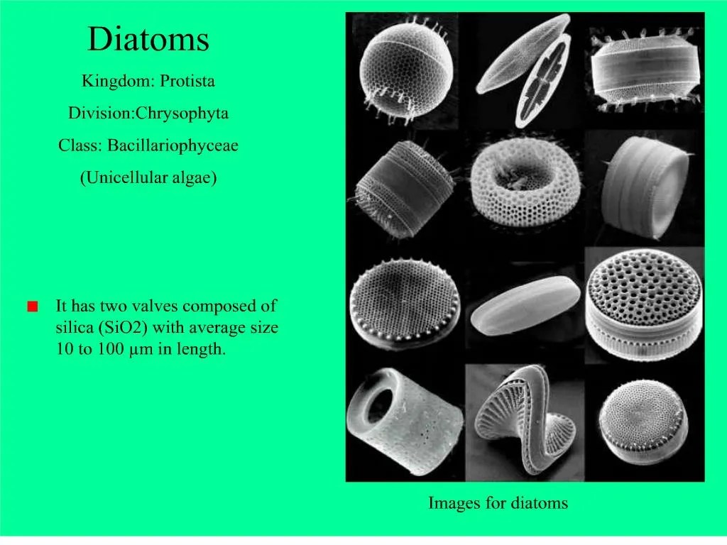 PPT Diatoms Kingdom Protista DivisionChrysophyta Class