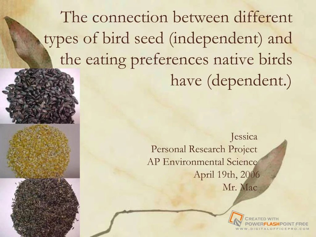 PPT The connection between different types of bird seed independent