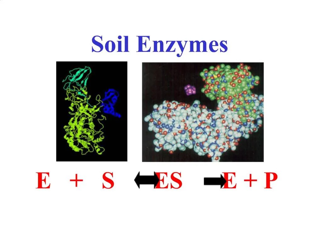 PPT Soil Enzymes PowerPoint Presentation, free download ID801740