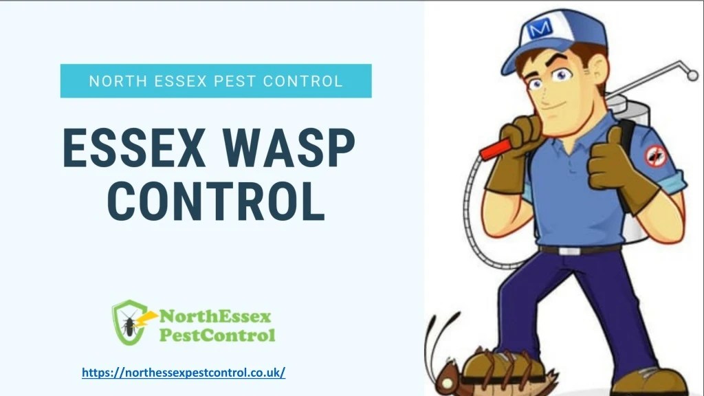 PPT Wasp Control Colchester PowerPoint Presentation, free download ID8220726