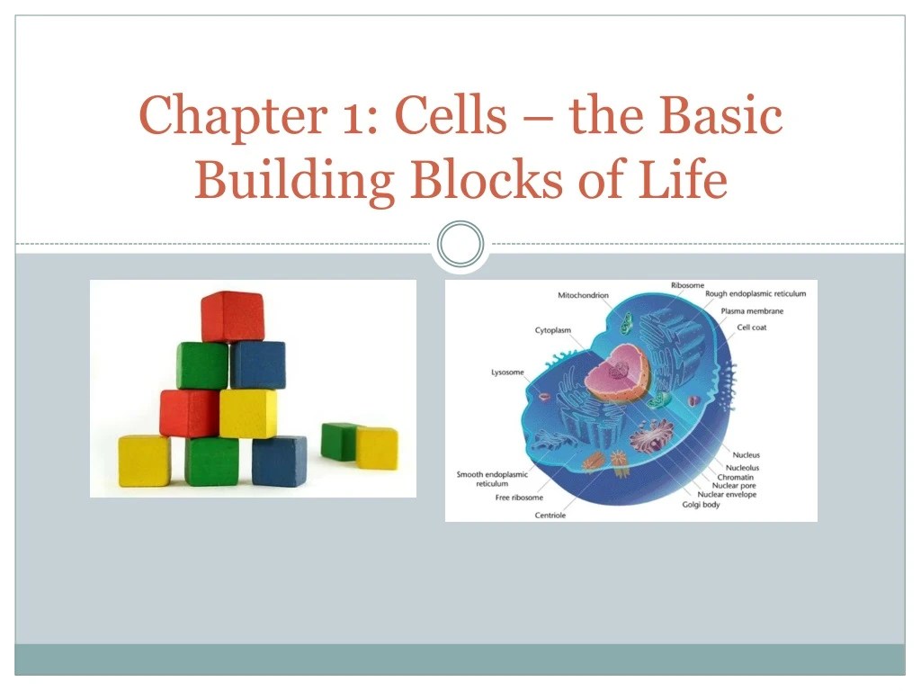 PPT Chapter 1 Cells the Basic Building Blocks of Life PowerPoint