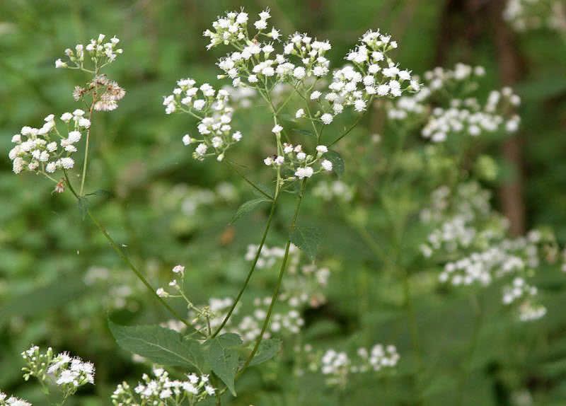 Top 10 Most Deadliest Plants In The World The Mysterious World