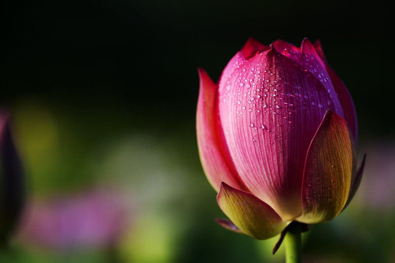Top 10 Most Beautiful Flowers In The World The Mysterious World