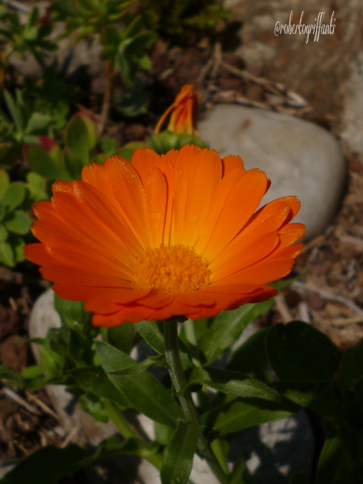 heart flower orange ♥♥GOOD MORNING MY FRIENDS♥♥ ♥♥BUON...