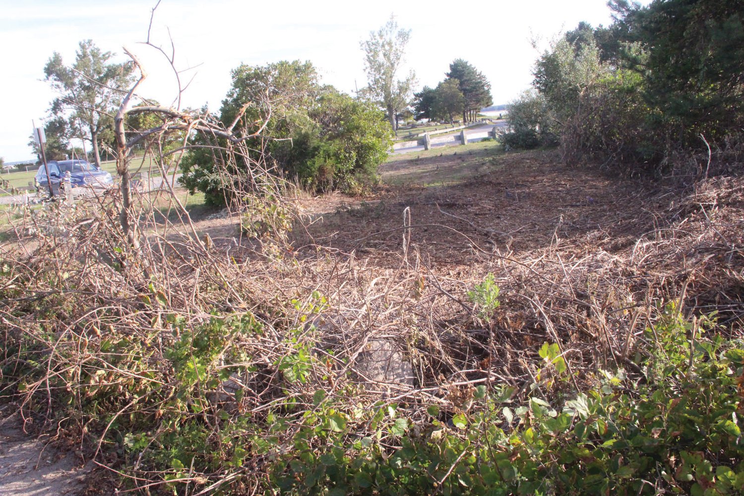 Where have all the roses gone? Warwick Beacon