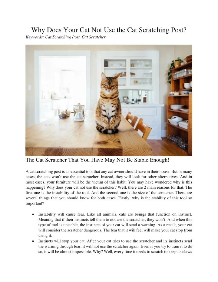 PPT Why Does Your Cat Not Use the Cat Scratching Post PowerPoint Presentation ID10478988