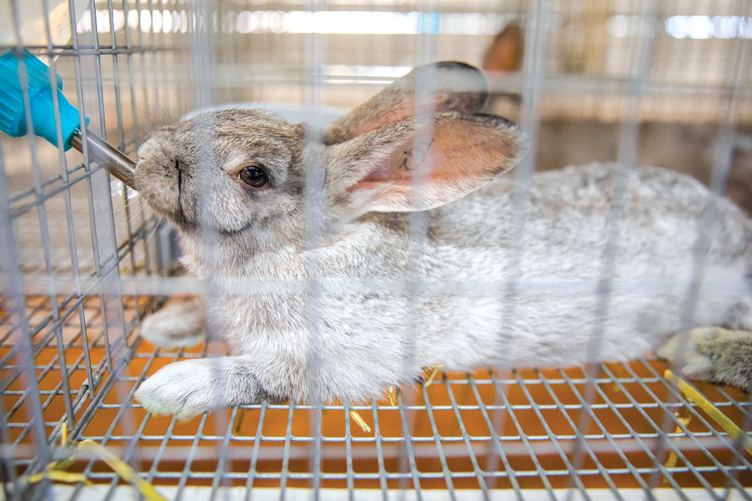 With Fatal Disease Reported Nearby, Rabbits Will Not Be Allowed at the