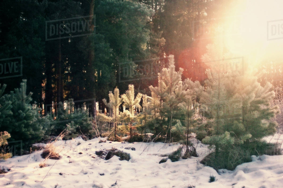 Evergreen trees growing in snowy forest Stock Photo Dissolve