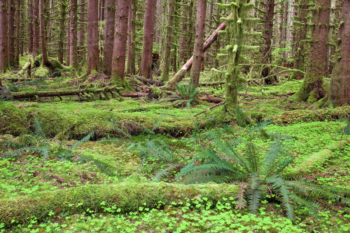 Trees in a forest, Hoh River Trust, Washington State, USA Stock Photo