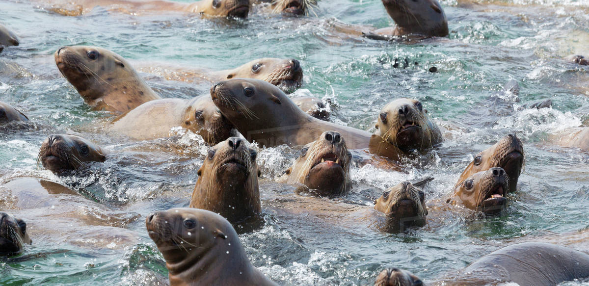 USA, Alaska, Glacier Bay National Park. Steller sea lions in water