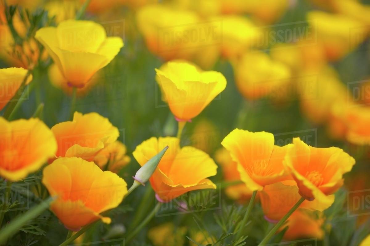 Yellow Poppies In A Field In Columbia River National Scenic Area