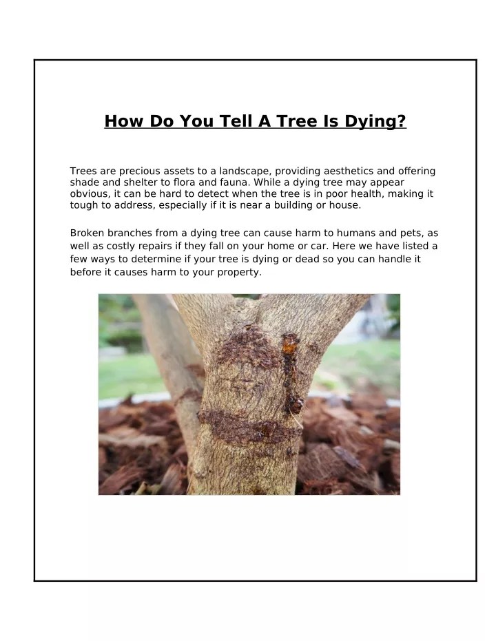PPT How Can You Identify a Dying Tree? PowerPoint Presentation, free