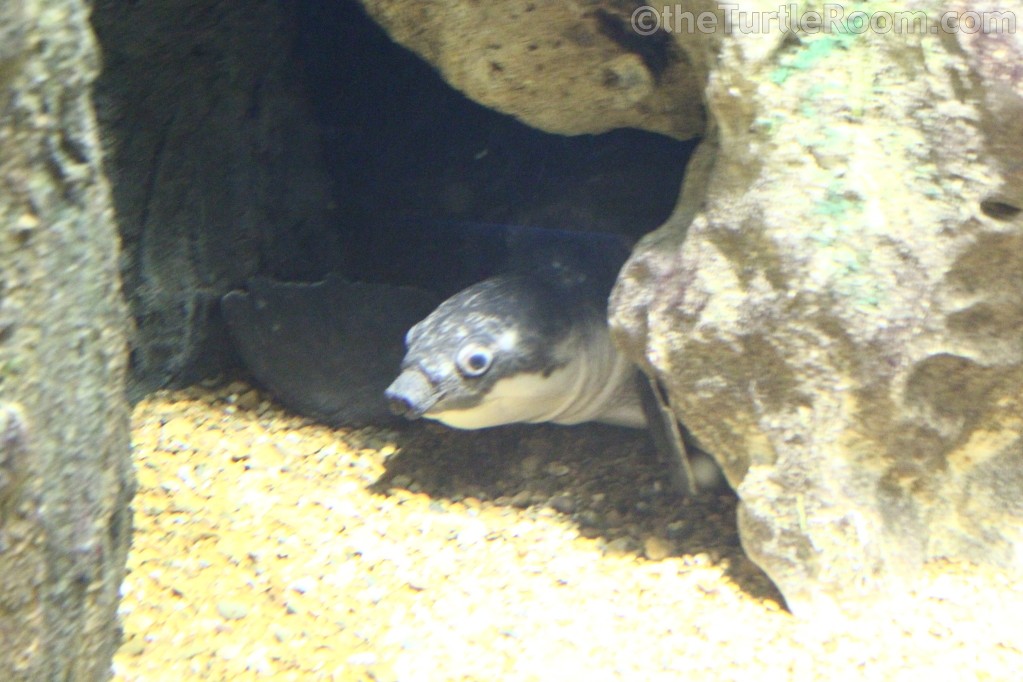 Carettochelys insculpta Gallery theTurtleRoomtheTurtleRoom