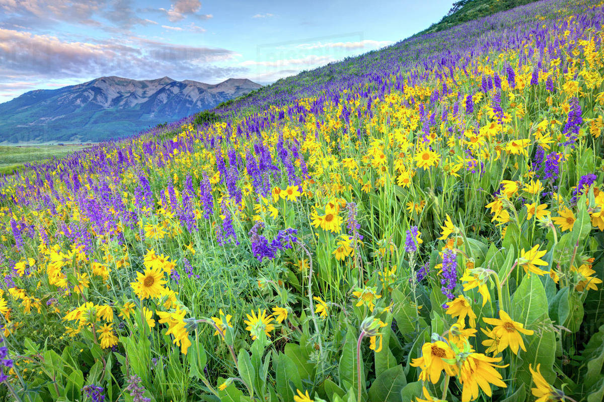USA, Colorado, Crested Butte. Landscape of wildflowers on hillside