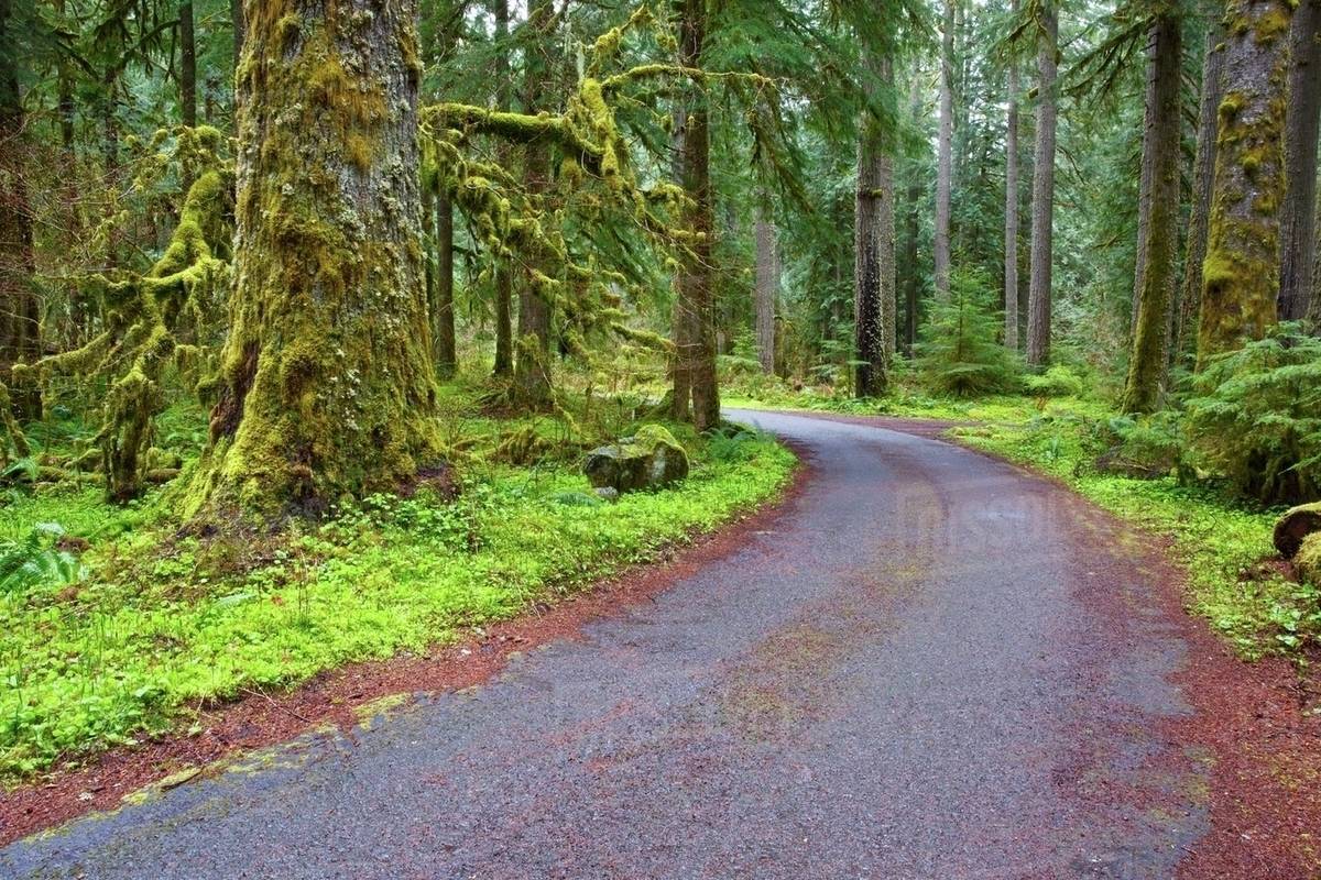 A Road Going Through Mount Hood National Forest; Oregon, Usa Stock