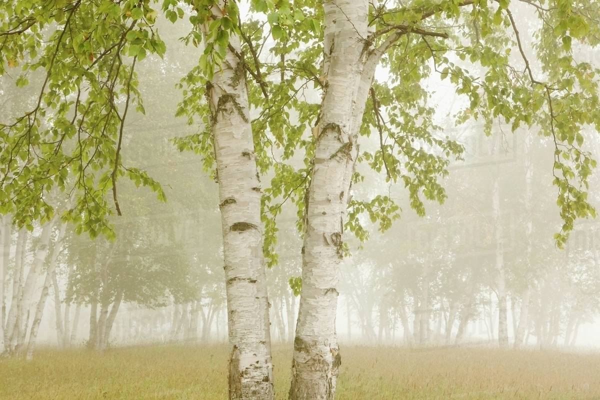 Birch Trees In The Fog; Thunder Bay, Ontario, Canada Stock Photo