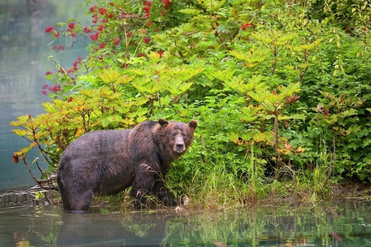 Grizzly Bear (Ursus Arctos Horribilis) Eating Berries; Hyder, Alaska