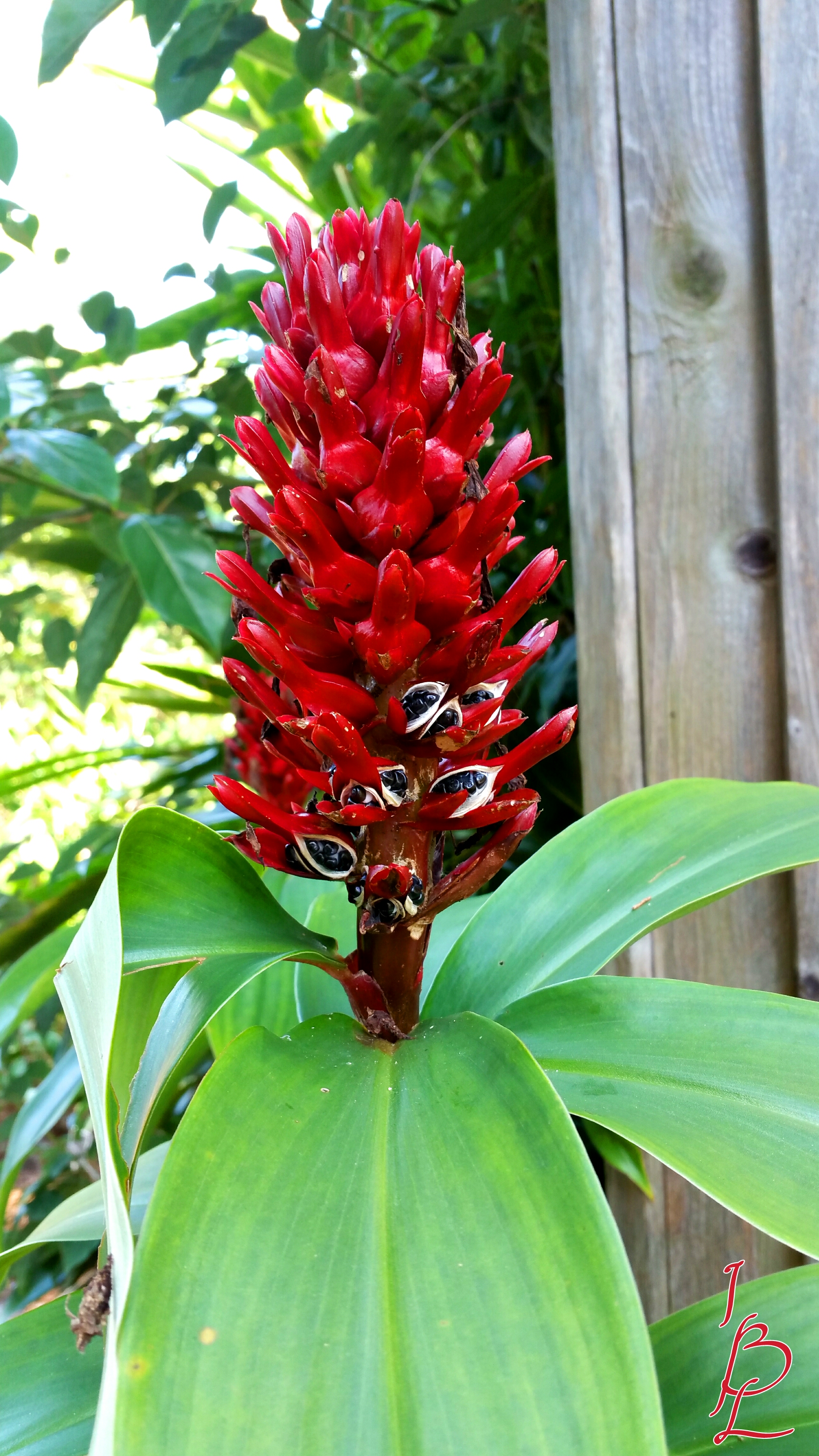 Beautiful red flower pod with seeds. red photography