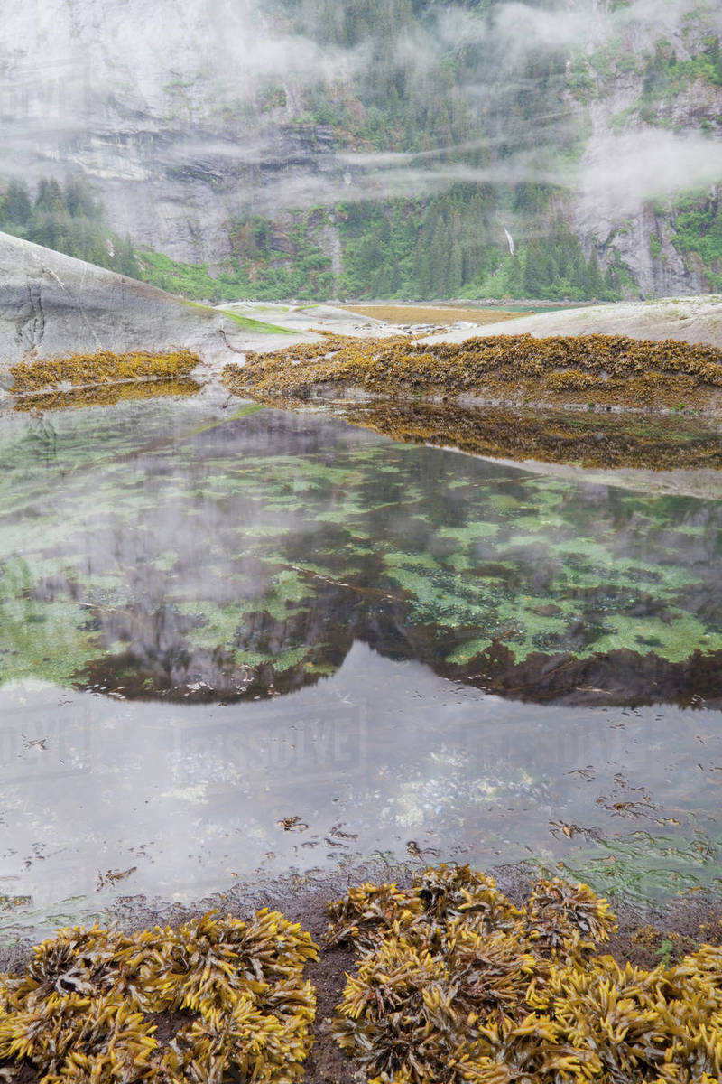 Tidal pools at coast, Endicott Arm, Alaska, USA Stock Photo Dissolve