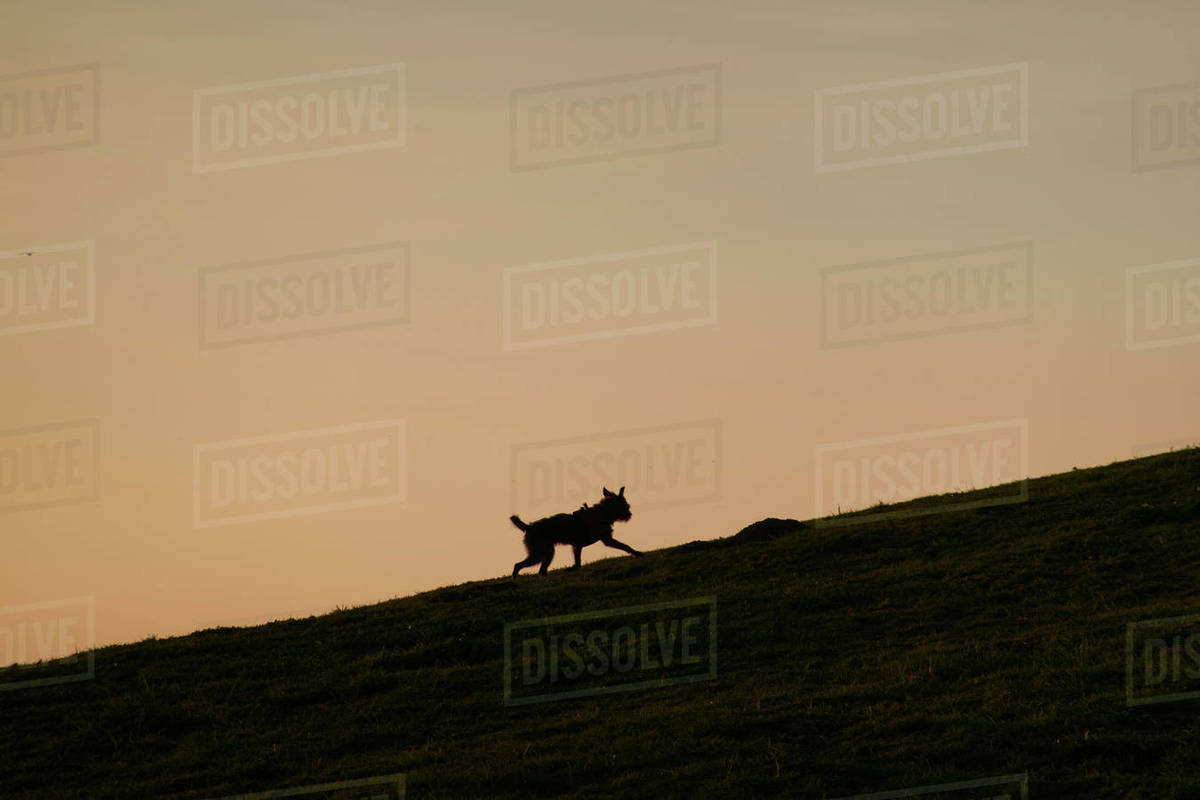 Silhouette of dog running up hill Stock Photo Dissolve