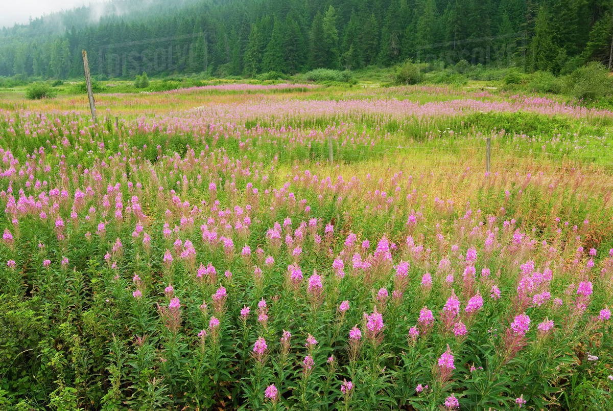 Field Of Fireweed Flowers. Sunshine Valley, Bc. Stock Photo Dissolve