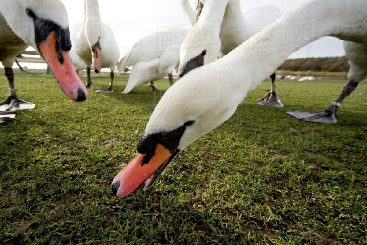 White Swans; Birds Eating Stock Photo Dissolve