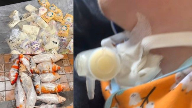 Pemadaman Listrik PLN Bikin Ayam Busuk hingga ASI Meleleh