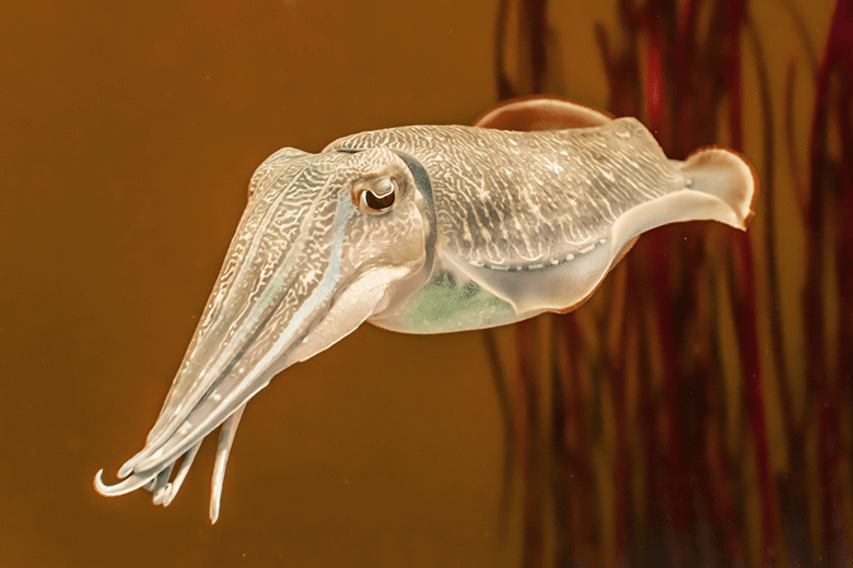 What Is Sepia? Definition and Uses in Photography Picsart Blog