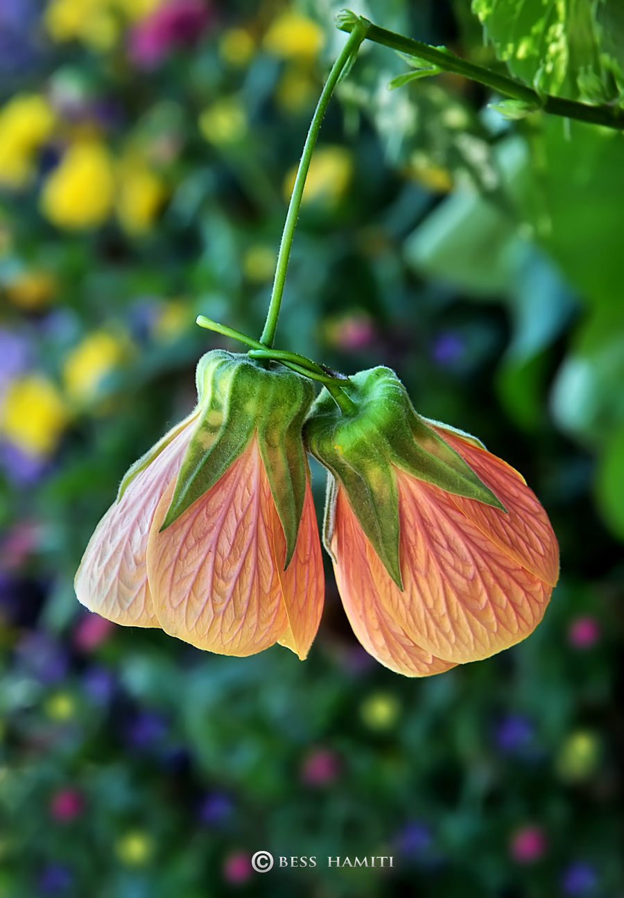 Two flowers HDR creme