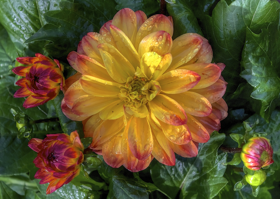 Yellow Flower Red Tips HDR creme