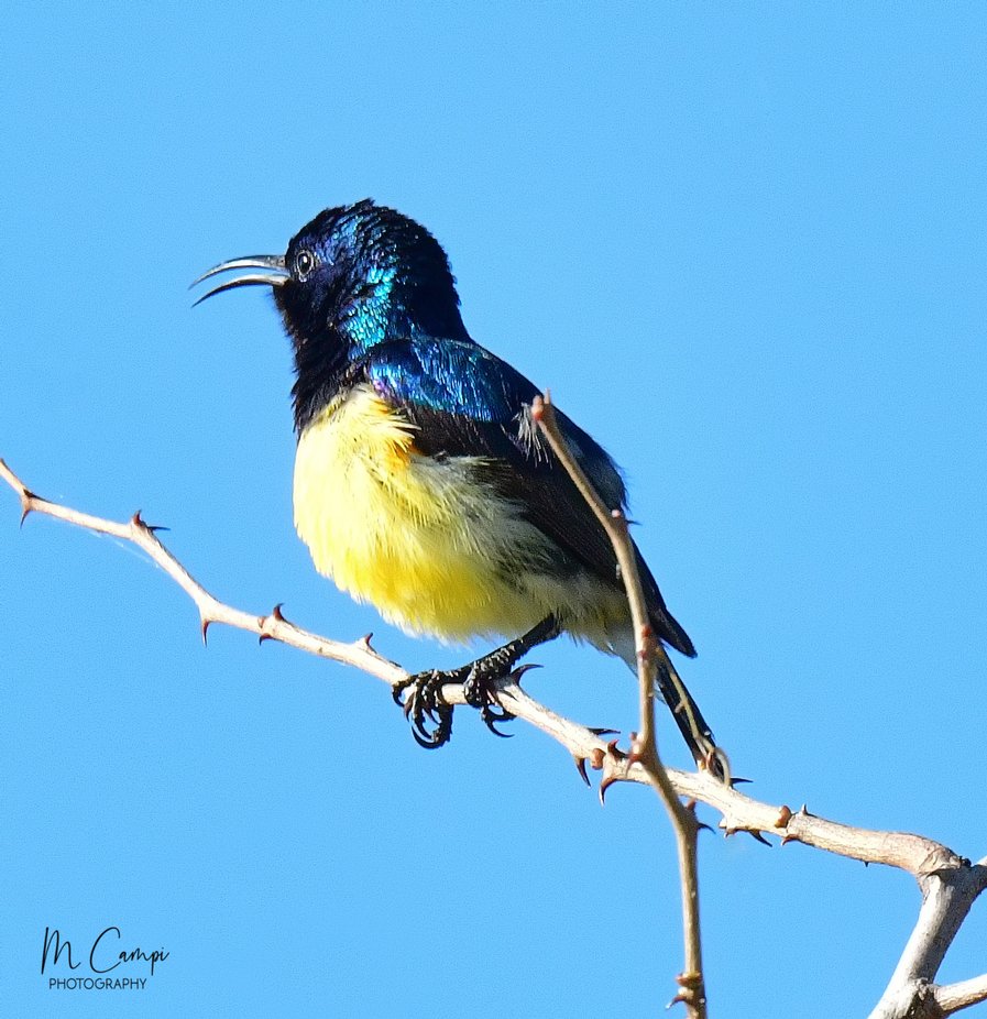 Sunning Bird by mcampi
