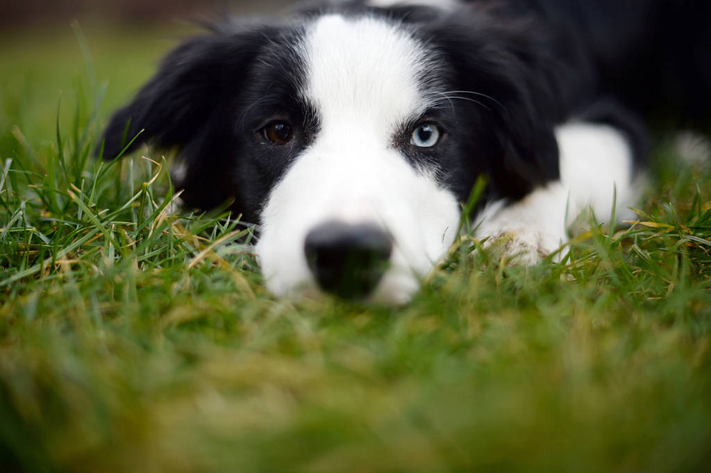 Kastration beim Hund sinnvoll oder gefährlich? wdr.de