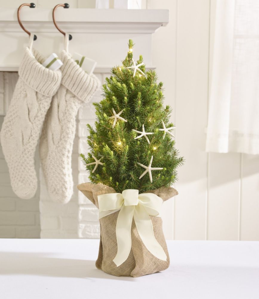 Coastal Evergreen Tabletop Live Christmas Tree, Lighted