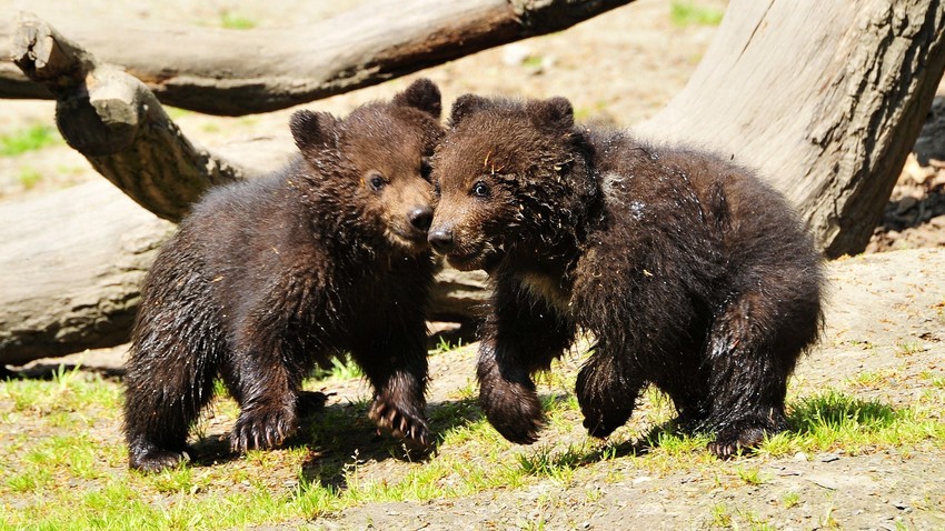A vida dos filhotes de urso (VÍDEO) Russia Beyond BR
